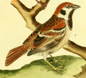 Eurasian Tree Sparrow