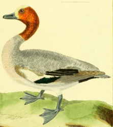 Eurasian Wigeon