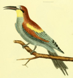 European Bee Eater
