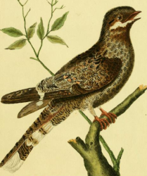 Drawn by F.-N. Martinet