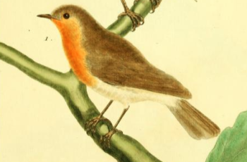 European Robin