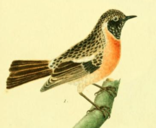 European Stonechat