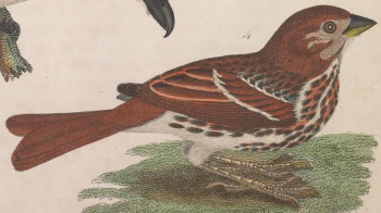 Fox Sparrow