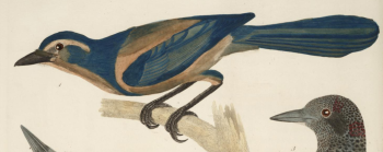 Florida Scrub Jay