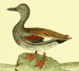 Drawn by F.-N. Martinet 