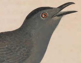 Gray Catbird