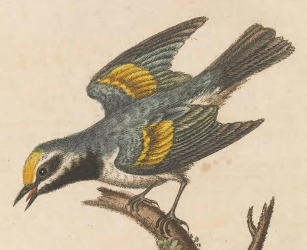 Golden-winged Warbler