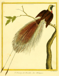 Greater Bird-of-Paradise