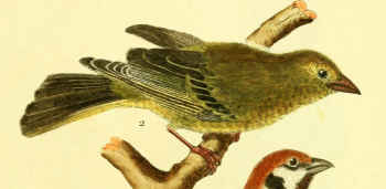 Greenfinch 