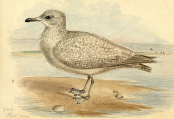 American Herring Gull