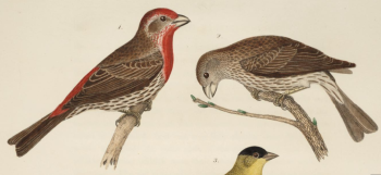 House Finch