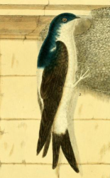 Common House Martin