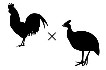 Hybrid Guineafowl Chicken