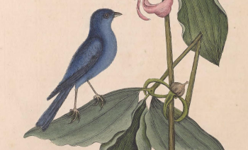 Indigo Bunting