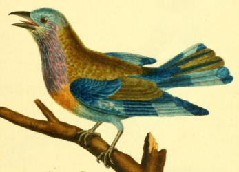 Indian Roller