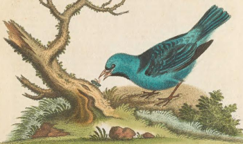 Indigo Flycatcher