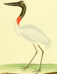 Jabiru, Drawn by F.-N. Martinet