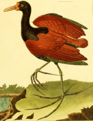 Jacana Spinosa