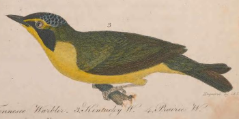 Kentucky Warbler