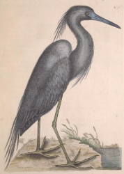 Little Blue Heron