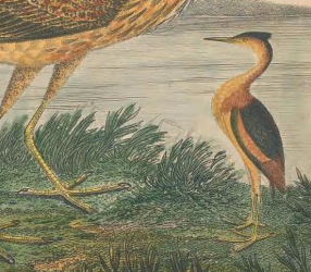 Least Bittern