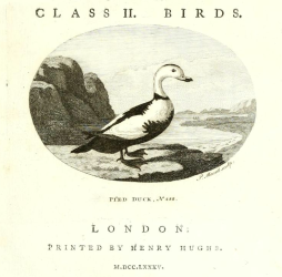 Labrador Duck, Frontispiece engraving
