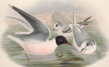 Little Gull