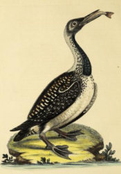 Black-throated Loon