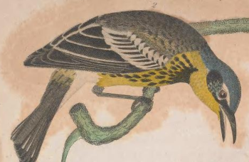 Magnolia Warbler
