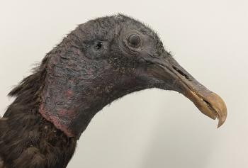 Black Vulture