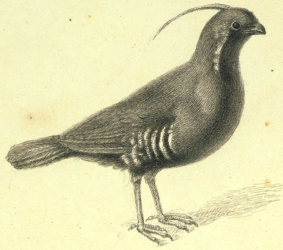 Mountain Quail 