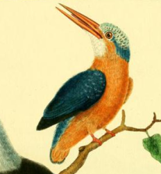 Malachite Kingfisher, Drawn by F.-N. Martinet