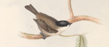 Marsh Tit