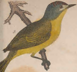 Nashville Warbler
