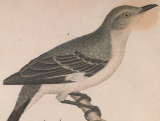 Northern Mockingbird