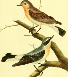 Northern Wheatear