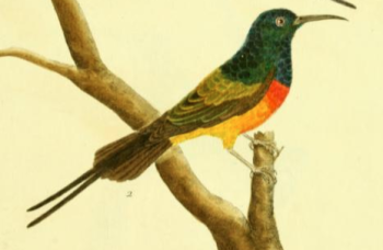 Orange Breasted Sunbird