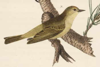 Orange Crowned Warbler