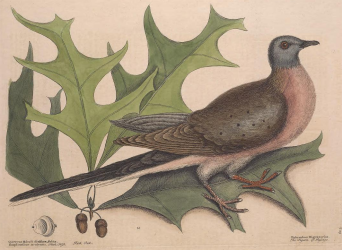 Passenger Pigeon