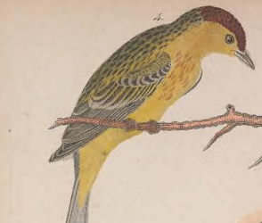 Palm Warbler (eastern)