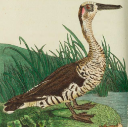 Pink Eared Duck, Drawn and engraved by R. P. Nodder