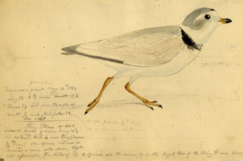 Piping Plover 