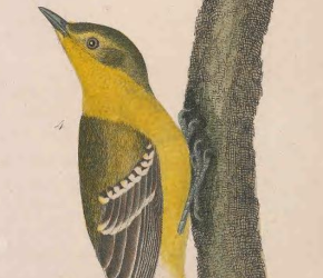 Pine Warbler