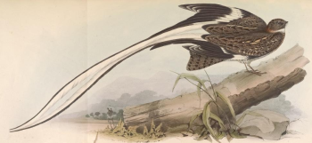 Pennant Winged Nightjar