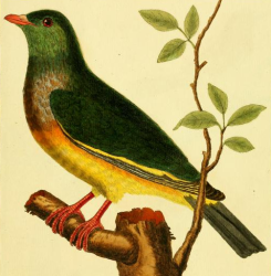 Pink Necked Green Pigeon