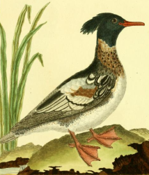 Drawn by F.-N. Martinet