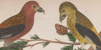 Red Crossbill
