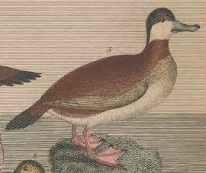 Engraving by A. Lawson