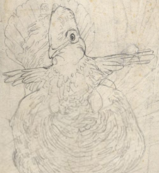 Ruffed Grouse