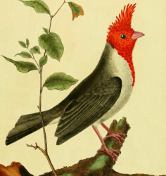 Red Cowled Cardinal